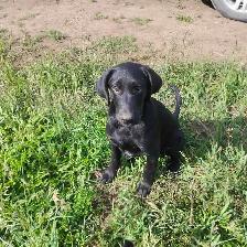 Lab mix pups - Photo 5