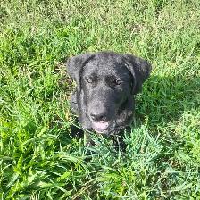 Lab mix pups - Photo 6