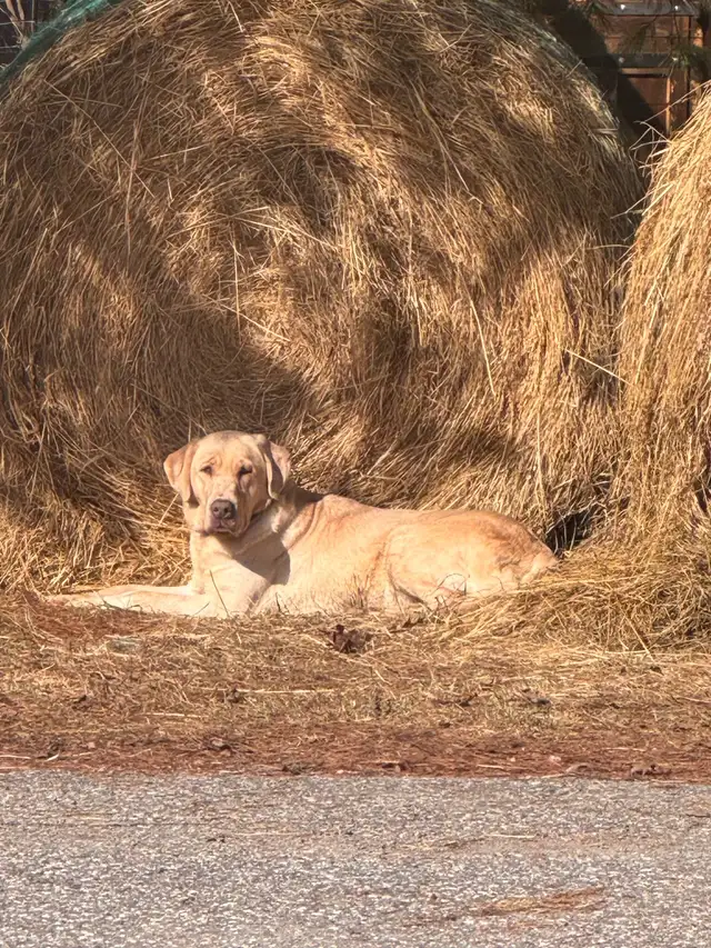 ckc registered Labrador