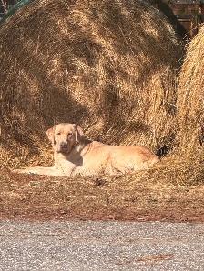 ckc registered Labrador