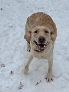ckc registered Labrador - Photo 2