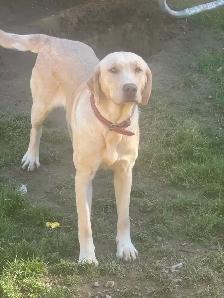 ckc registered Labrador - Photo 3