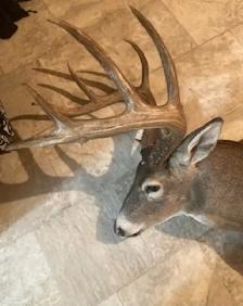 196' Wild Typical Whitetail
