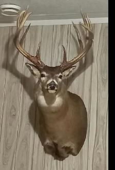 196' Wild Typical Whitetail - Photo 2