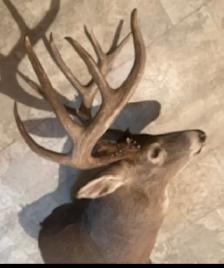 196' Wild Typical Whitetail - Photo 3