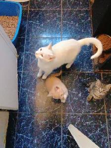 Turkish Angora x Norwegian kittens