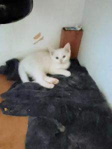 Turkish Angora x Norwegian kittens - Photo 2