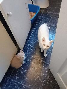 Turkish Angora x Norwegian kittens - Photo 3