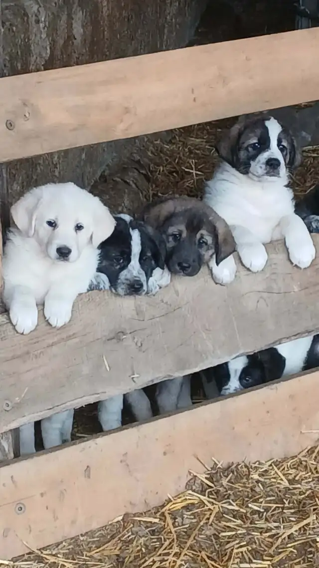 Weaned Tornjak / Karakachan Cross Livestock Guardian