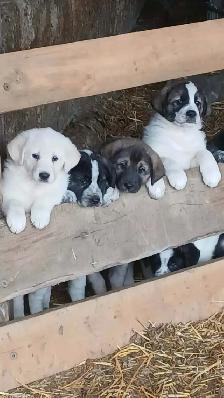 Weaned Tornjak / Karakachan Cross Livestock Guardian