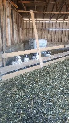 Weaned Tornjak / Karakachan Cross Livestock Guardian - Photo 2