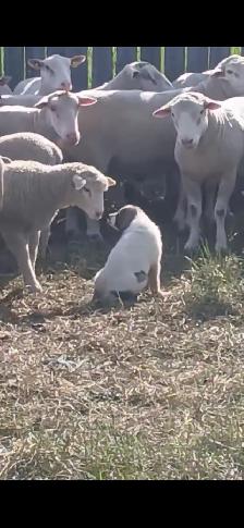 Weaned Tornjak / Karakachan Cross Livestock Guardian - Photo 3