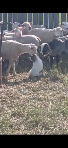 Weaned Tornjak / Karakachan Cross Livestock Guardian - Photo 4