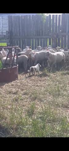 Weaned Tornjak / Karakachan Cross Livestock Guardian - Photo 5