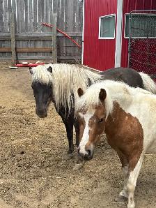 price drop   two mini mares