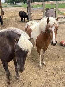 price drop   two mini mares - Photo 2