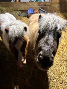 price drop   two mini mares - Photo 4