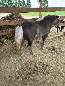 price drop   two mini mares - Photo 5