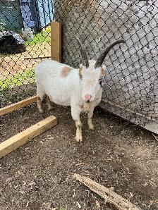 free goats
