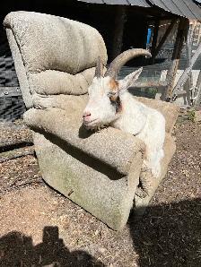 free goats - Photo 2