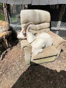 free goats - Photo 3