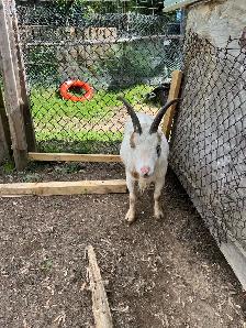 free goats - Photo 4