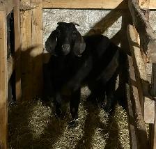 Boer x Nubian doe - Photo 2