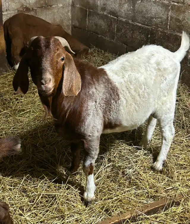 Boer buck for sale