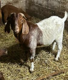Boer buck for sale