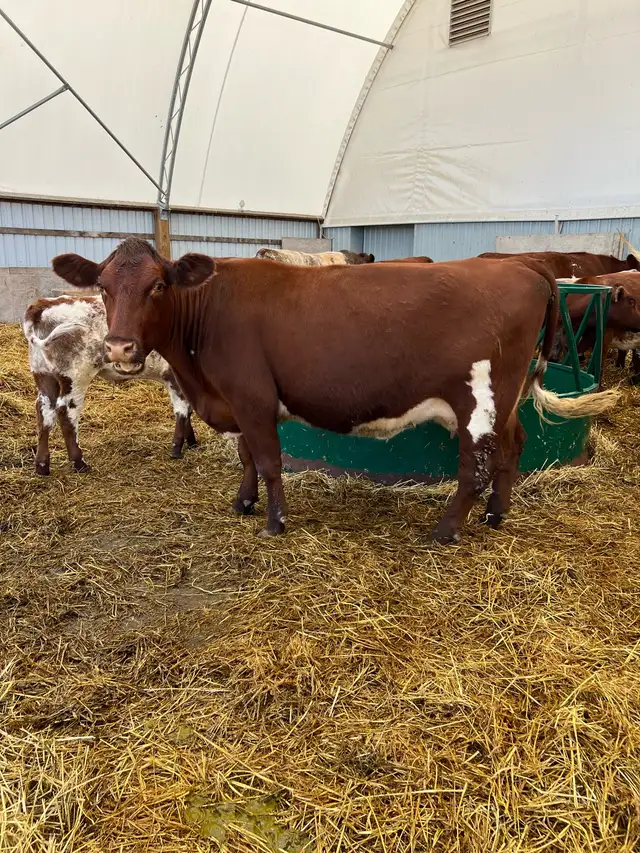Shorthorn Cow