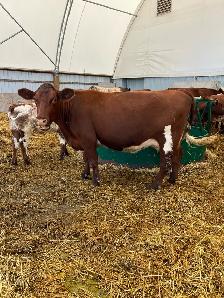 Shorthorn Cow