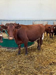 Shorthorn Cow - Photo 2