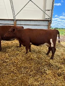 Shorthorn Cow - Photo 3