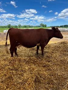 Shorthorn Cow - Photo 4