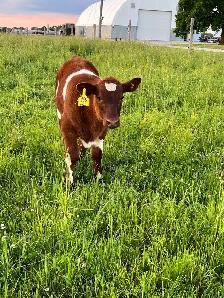 Shorthorn Cow - Photo 5
