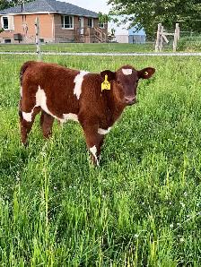 Shorthorn Cow - Photo 6