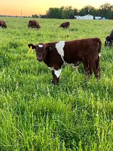 Shorthorn Cow - Photo 7