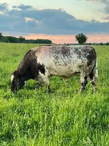 Shorthorn Cow - Photo 8