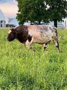 Shorthorn Cow - Photo 9