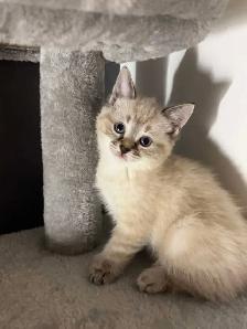 chatons Ragdoll Snowshoes - Photo 8