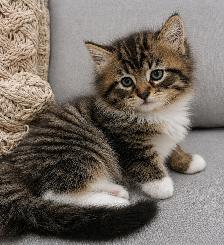 Chaton Sibérien Hypoallergene