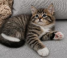 Chaton Sibérien Hypoallergene - Photo 3