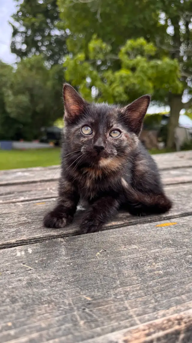 kitten (ready now)