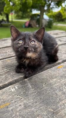 kitten (ready now) - Photo 2