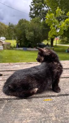 kitten (ready now) - Photo 3