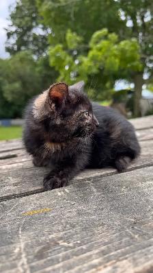 kitten (ready now) - Photo 4