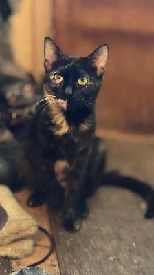 kitten (ready now) - Photo 5