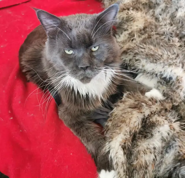 Retired MALE PUREBRED Tuxedo Maine Coon Cat