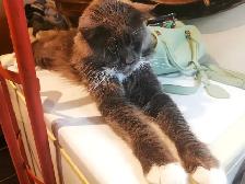 Retired MALE PUREBRED Tuxedo Maine Coon Cat - Photo 2