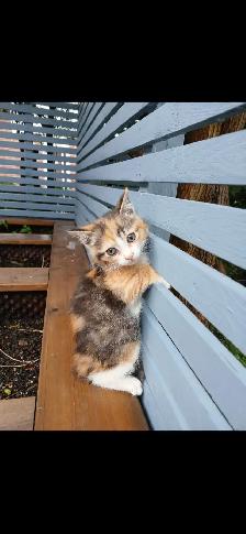 Kittens for sale (8 weeks )